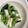 クック3IJVP1☆'s cooksnap of when they made 簡単☆小松菜と竹輪おひたし☆ワサビ風味.