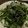 サクサクパンダ's cooksnap of when they made ひじきと水菜のナムル.