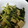 ｽｶｲﾌｨｯｼｭ☆'s cooksnap of when they made １０分で完成！小松菜と厚揚げの煮物♪.