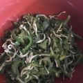 クックMZSCOC☆'s cooksnap of when they made やみつき無限ピーマン① withしらす.