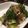 toshio39's cooksnap of when they made お弁当にブロッコリーの胡麻油かつぶし醤油.