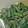 sacon72's cooksnap of when they made 今が旬！　インゲンのごま和え！.