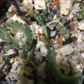 emi0015's cooksnap of when they made 簡単♪沖縄食堂仕様のゴーヤーチャンプルー.