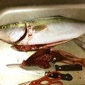 ぷーかあさん's cooksnap of when they made ヒラマサ（ヒラス）のさばき方.