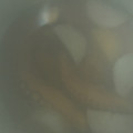 ma___111's cooksnap of when they made 簡単 美味しい♪ タコの 白だし煮！.