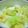 *antica*'s cooksnap of when they made おばあちゃんの白菜漬♪.