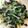 クックLBOOHD☆'s cooksnap of when they made ほうれん草とのりの和風サラダ.