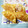 2525misa's cooksnap of when they made 餃子の皮でチーズジャム揚げ.
