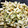 saohineco…'s cooksnap of when they made 作り置き！無限！青海苔蓮根！お弁当に！.