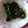 るるそら's cooksnap of when they made お母さんのほうれん草の胡麻和え.