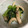 みちゅりんの部屋's cooksnap of when they made 青梗菜としいたけの胡麻和え.