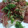 スナック　みえこ's cooksnap of when they made まぐろのわさび和え.