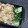 ジョングレ's cooksnap of when they made 簡単☆塩麹できゅうりの漬物.