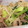 ガチャ＊'s cooksnap of when they made 豚とチンゲンサイともやしの塩炒め.