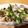 まゆげむし's cooksnap of when they made 簡単！アスパラあさりバターの白ワイン蒸し.