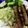 karo55's cooksnap of when they made ブロッコリーの茎の肉巻き☆照り焼き風.