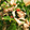 piro0829's cooksnap of when they made ささみと三つ葉の梅肉あえ.