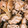 クックU7319I☆'s cooksnap of when they made 子供と食べる♪豚のしょうが焼き風～.