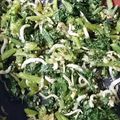 yaoyhacnoe's cooksnap of when they made 幼児食にも☆しらすのしそふりかけ.
