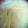 ｽｶｲﾌｨｯｼｭ☆'s cooksnap of when they made 新ごぼうのみそ汁.