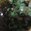 ma___111's cooksnap of when they made 大人の七味海苔納豆！.