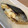 きまぐれごはんʕ•ᴥ•ʔ's cooksnap of when they made さわらの塩焼き.