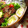 ケロらぶ's cooksnap of when they made 豚薄切り肉のさつまいもとチーズの肉巻き.