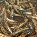 湯のみ's cooksnap of when they made きびなごの煮付け.