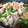 pekosame's cooksnap of when they made にんにくの芽とクルミと豚肉の炒めもの.