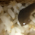 ma___111's cooksnap of when they made 簡単☆エリンギ炊き込みご飯.