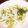 卵せんべい's cooksnap of when they made 水菜とりんごのサラダ.