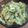 ポメちょん's cooksnap of when they made やめられない止まらない？！絶品サラダ♩.