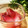 ミントレモン's cooksnap of when they made みょうがの甘酢漬け♪彩鮮やか♪.
