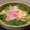 Morinoaya's cooksnap of when they made 塩麹のおだしで☆水菜と豚肉のはりはり鍋.