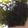 ma___111's cooksnap of when they made やみつき！韓国風冷奴.