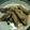 TomomiI's cooksnap of when they made 豚バラとネギのくるくる蒸し焼き.