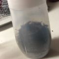 おじゃこむまろん's cooksnap of when they made シソジュースの残ったシソでゆかり.