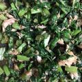 midomido1's cooksnap of when they made 大根の葉でご飯に合うふりかけ.