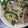 まりん＾＾'s cooksnap of when they made ピーマンと豚肉の炒め物.