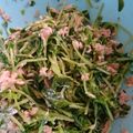 kiririko's cooksnap of when they made 豆苗とツナの簡単サラダ♪.