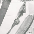ねここfm's cooksnap of when they made 1.2.3で簡単な★さんまの下処理方法★.