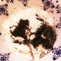 Fionarao's cooksnap of when they made 黒蜜♥黒ゴマ♥きなこ♥ヨーグルト♪.