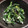 キティ丸's cooksnap of when they made オータムポエムの昆布マヨサラダ.