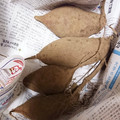 とろーるる's cooksnap of when they made 芋掘りのさつま芋を美味しくする方法.