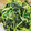 クックPAN07V☆'s cooksnap of when they made 三つ葉とワカメのさっぱり和え.