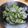 単！！'s cooksnap of when they made 【農家のレシピ】キュウリとジャコの酢の物.
