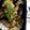 hikajiri's cooksnap of when they made なすとピーマンとエリンギの胡麻味噌炒め.