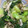 12aloe26's cooksnap of when they made デパ地下風のしめじと青菜の和え物.