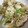 anemonenan's cooksnap of when they made こっくり甘うま＊鶏キャベツの簡単みそ炒め.