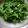 さやぴんmama's cooksnap of when they made シンプル☆モリモリ食べる春菊サラダ.